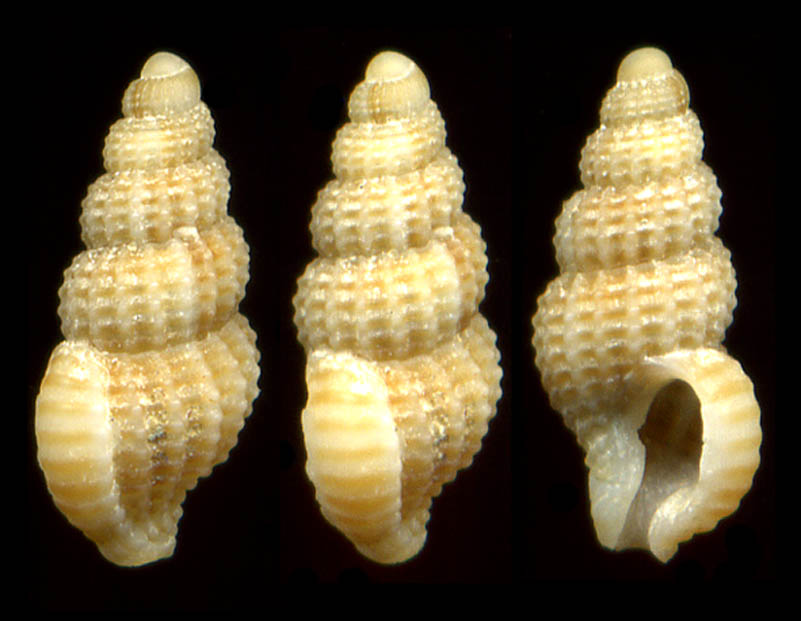 Chauvetia lineolata (Tiberi, 1868)